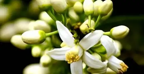 How Does Bitter Orange Flower Extract Differ from Neroli Oil?